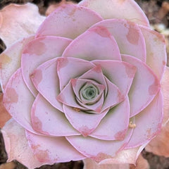 65mm Greenovia Aurea ex El Hierro Single, AKA ‘Pink Mountain Rose', Rare and Live Succulent