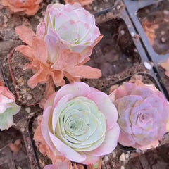 65mm Greenovia Aurea ex El Hierro Single, AKA ‘Pink Mountain Rose', Rare and Live Succulent
