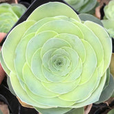 60mm Greenovia diplocycla (willd.)Webb et Berthel Single, Mountain Rose, Rare and Live Succulent