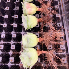 60mm Greenovia diplocycla (willd.)Webb et Berthel Single, Mountain Rose, Rare and Live Succulent