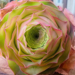 60mm Greenovia Diplocycla ex LaPalma Single, Mountain Rose, Rare and Live Succulent