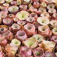 60mm Greenovia Diplocycla ex LaPalma Single, Mountain Rose, Rare and Live Succulent