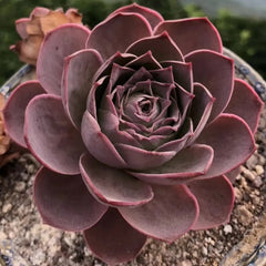 60mm Greenovia Aurea ex LaPalma Golden Single, Mountain Rose, Rare and Live Succulent