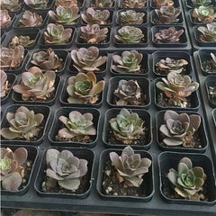 60mm Greenovia Aurea ex LaPalma Golden Single, Mountain Rose, Rare and Live Succulent