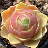 60mm Greenovia Diplocycla var. Xueying Single, Mountain Rose, Rare and Live Succulent