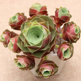 80mm Greenovia Diplocycla var. Xueying Cluster, Mountain Rose, Rare and Live Succulent