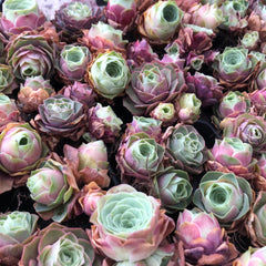 80mm Greenovia Diplocycla var. Xueying Cluster, Mountain Rose, Rare and Live Succulent