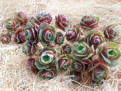 80mm Greenovia Diplocycla var. Xueying Cluster, Mountain Rose, Rare and Live Succulent