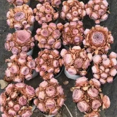 60mm Greenovia Pandora Single, Mountain Rose, Rare and Live Succulent