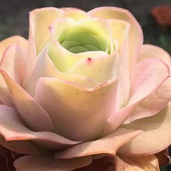 60mm Greenovia Aurea 'Ex GranCanaria Single, Mountain Rose, Rare and Live Succulent