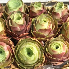 60mm Greenovia Aurea 'Ex GranCanaria Single, Mountain Rose, Rare and Live Succulent