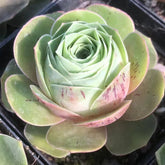 60mm Greenovia Aurea ex Tenerife Single, Mountain Rose, Rare and Live Succulent