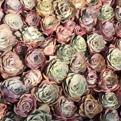 60mm Greenovia Aurea ex Tenerife Single, Mountain Rose, Rare and Live Succulent