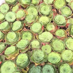 60mm Greenovia Diplocycla Guarimiar Single, Mountain Rose, Rare and Live Succulent