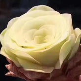 60mm Greenovia Diplocycla Alojera Single, Yellow Mountain Rose, Rare and Live Succulent