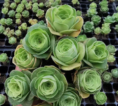 60mm Greenovia Diplocycla Alojera Single, Yellow Mountain Rose, Rare and Live Succulent