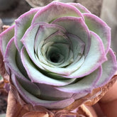 60mm Greenovia Dodrantalis var. Xiaoqingshu Single, Mountain Rose, Rare and Live Succulent