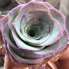 60mm Greenovia Dodrantalis var. Xiaoqingshu Single, Mountain Rose, Rare and Live Succulent