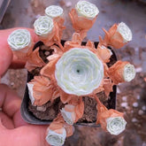 80mm Greenovia Dodrantalis var. Xiaoqingshu Cluster, Mountain Rose, Rare and Live Succulent