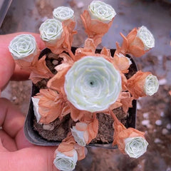 80mm Greenovia Dodrantalis var. Xiaoqingshu Cluster, Mountain Rose, Rare and Live Succulent