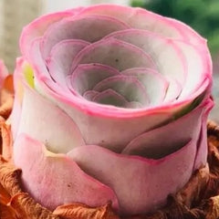 60mm Greenovia Dodrantalis var. Yuese Single, Mountain Rose, Rare and Live Succulent