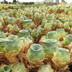 60mm Greenovia Dodrantalis var. Yuese Single, Mountain Rose, Rare and Live Succulent