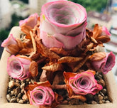 80mm Greenovia Dodrantalis var. Yuese Cluster, Mountain Rose, Rare and Live Succulent