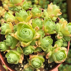80mm Greenovia Jadeball Cluster, Mountain Rose, Rare and Live Succulent