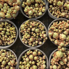 80mm Greenovia Jadeball Cluster, Mountain Rose, Rare and Live Succulent