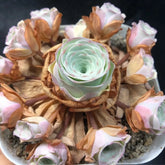 80mm Greenovia Spirit of Maple Tree Cluster, Rare and Live Succulent