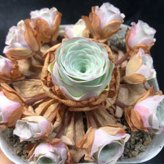 80mm Greenovia Spirit of Maple Tree Cluster, Rare and Live Succulent