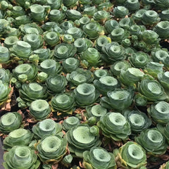 80mm Greenovia Spirit of Maple Tree Cluster, Rare and Live Succulent