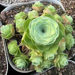 80mm Greenovia 'Forest Language' Cluster, Mountain Rose, Rare and Live Succulent