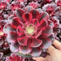 100mm Aeonium ‘Medusa’ Single, Variegated Succulent