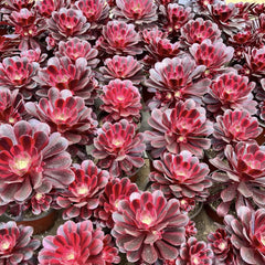 100mm Aeonium ‘Medusa’ Single, Variegated Succulent