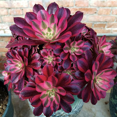 200mm Aeonium ‘Medusa’ Cluster, Variegated Succulent