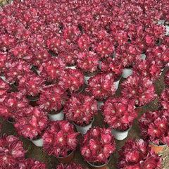 200mm Aeonium ‘Medusa’ Cluster, Variegated Succulent
