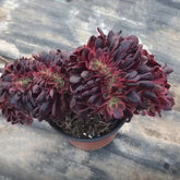 200mm Crested Aeonium ‘Medusa’, Variegated Succulent