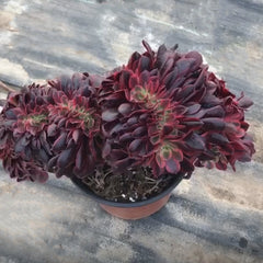 200mm Crested Aeonium ‘Medusa’, Variegated Succulent