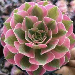 100mm Aeonium ‘Pink Witch’ Single, Rare and Live Succulent