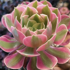 100mm Aeonium ‘Pink Witch’ Single, Rare and Live Succulent
