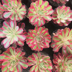 100mm Aeonium ‘Pink Witch’ Single, Rare and Live Succulent