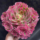 200mm Aeonium ‘Pink Witch’ Cluster, Variegated Succulent