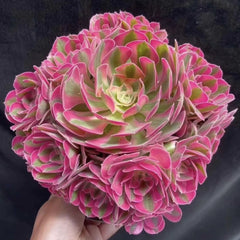 200mm Aeonium ‘Pink Witch’ Cluster, Variegated Succulent