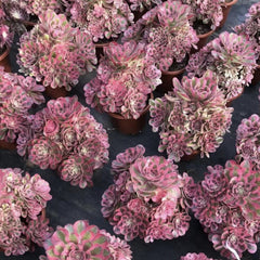 200mm Aeonium ‘Pink Witch’ Cluster, Variegated Succulent