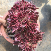 300mm Crested Aeonium ‘Pink Witch’, Variegated Succulent