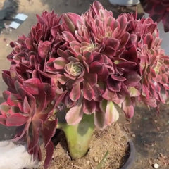 300mm Crested Aeonium ‘Pink Witch’, Variegated Succulent