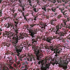 300mm Crested Aeonium ‘Pink Witch’, Variegated Succulent