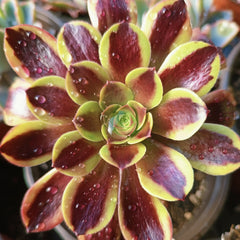 100mm Aeonium ‘Super Bang’ Single, Variegated Succulent