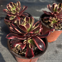100mm Aeonium ‘Super Bang’ Single, Variegated Succulent